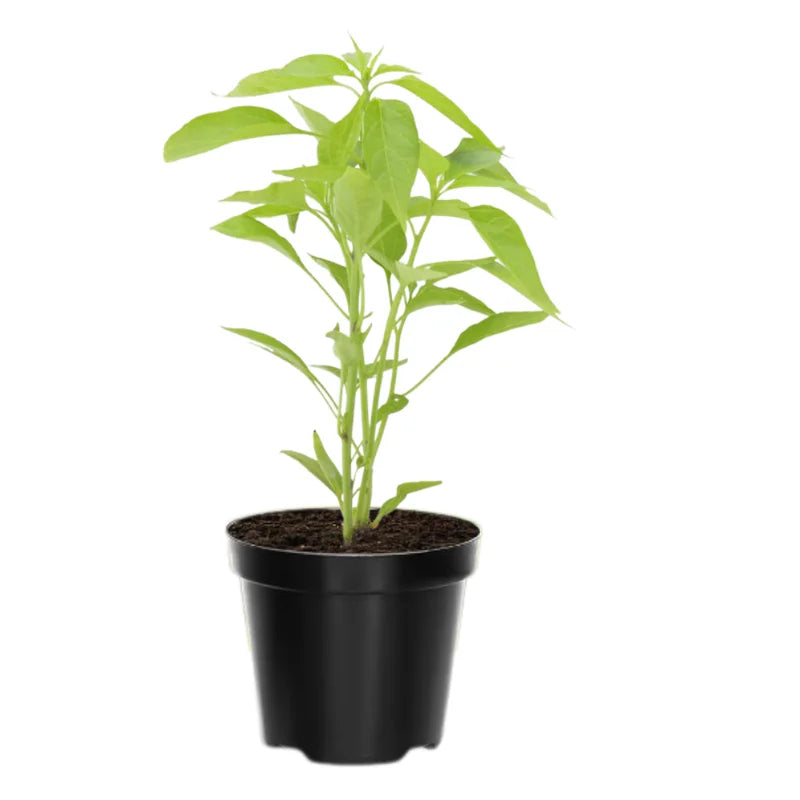 Jalapeno Pepper Plant - 4-8 Inch Potted Vegetable Plant