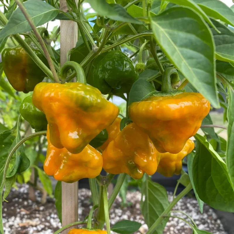 3 Jamaican Yellow Scotch Bonnet Hot Pepper Plants - Vegetable Plant - 75+ DAY OLD SUPER HOT PEPPER PLANTS