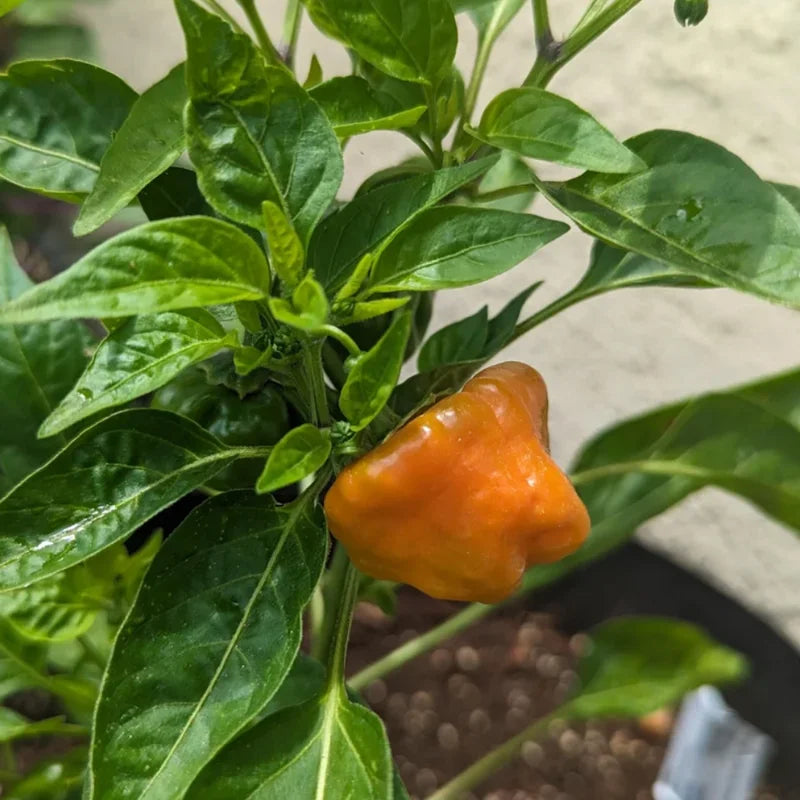 3 Jamaican Yellow Scotch Bonnet Hot Pepper Plants - Vegetable Plant - 75+ DAY OLD SUPER HOT PEPPER PLANTS