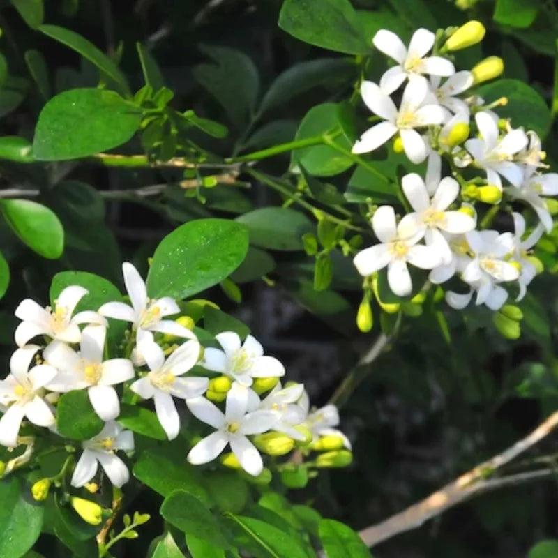 Jasmine Plant Live - Orange Jasmine Vine - 3 Gallon Pot - Outdoor Patio Plant