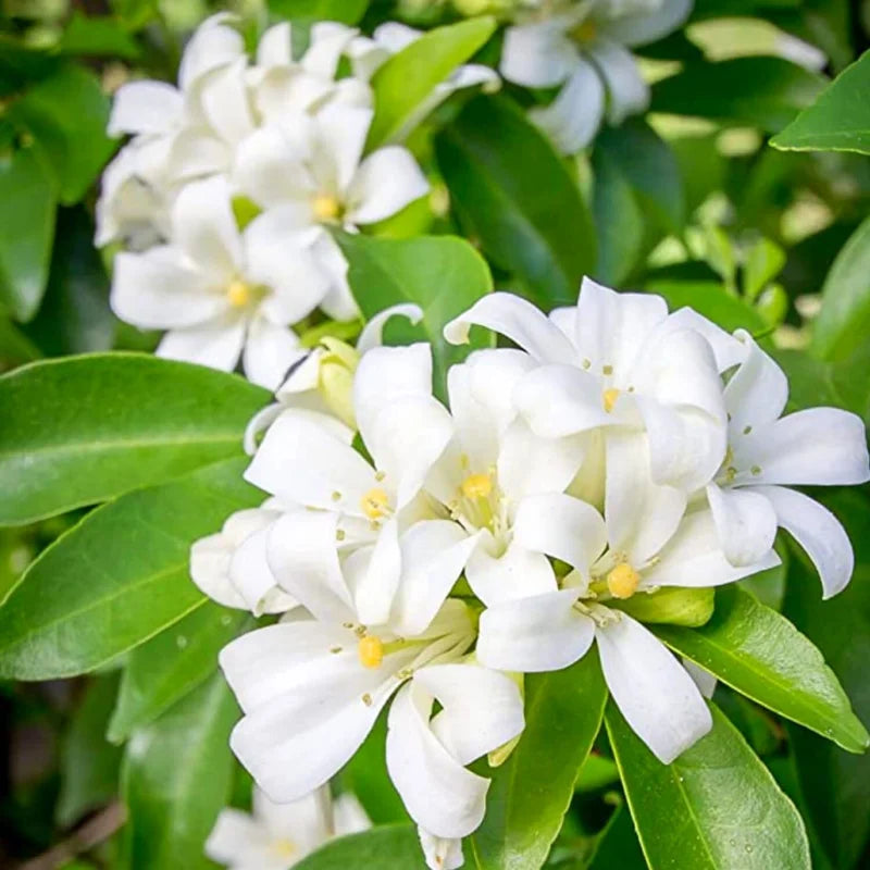 Jasmine Plant Live - Orange Jasmine Plant, 3 Gallon Pot, Indoor/Outdoor Gardening