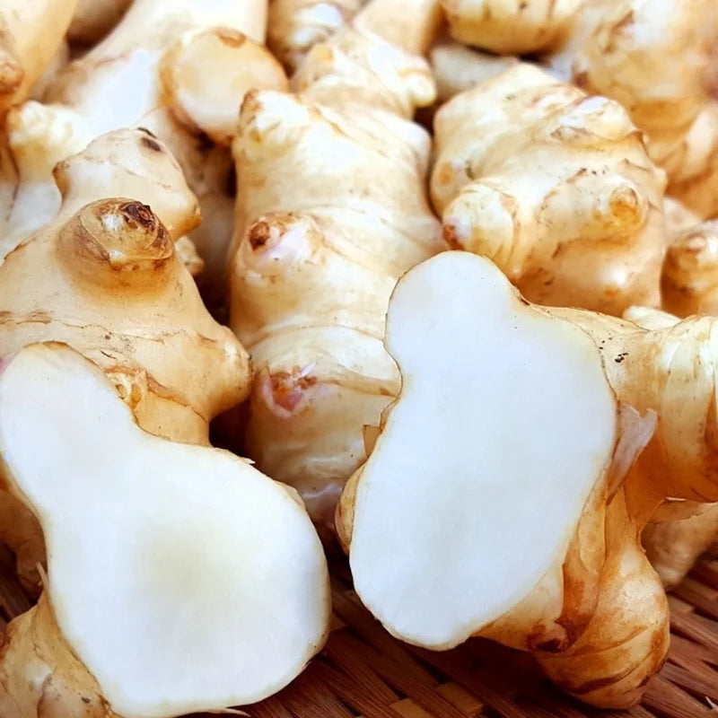 9 Pcs Jerusalem Artichoke Tubers Live Roots for Planting Sunchokes Sunroots