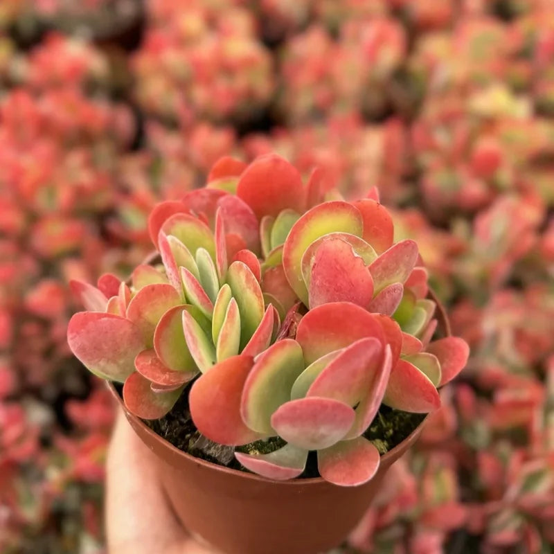 Kalanchoe Luciae Flapjack Succulent Live - 4 Inch Potted Home Décor Plant