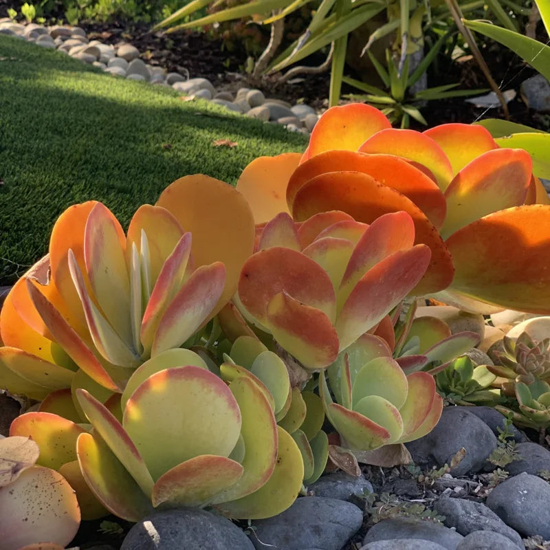 Kalanchoe Luciae Plant - 2 Inch Flapjack Succulent Live Plant with Green Leaves