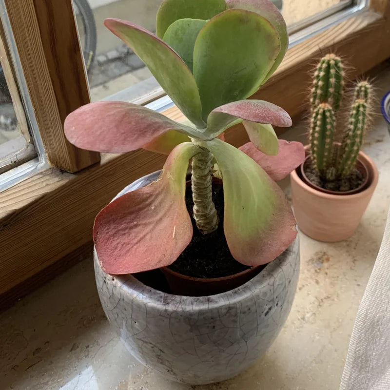 Kalanchoe Luciae Flapjack Succulent Live 4 Inch Pot - Paddle Plant