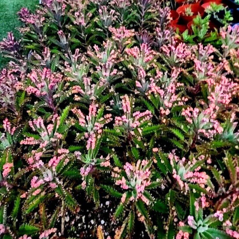 Kalanchoe Pink Butterfly Variegated Succulent 2 Inch Pot Rare Colorful Foliage