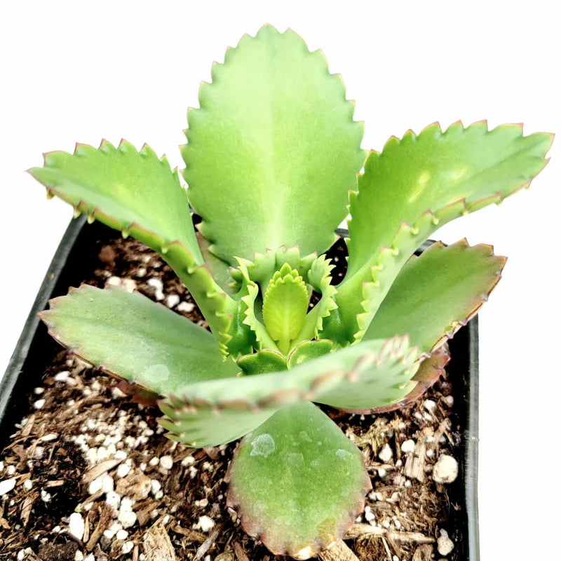 Kalanchoe Succulent Live Plant - Mother of Thousands Easy Care Potted