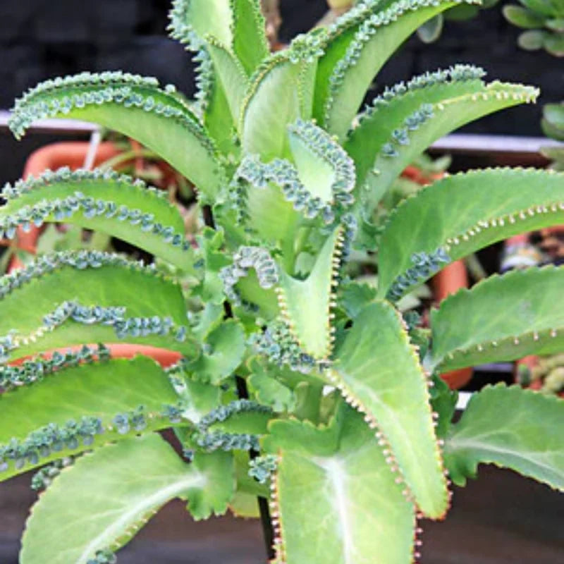 Kalanchoe Mother of Thousands Succulent Live Plant in Pot