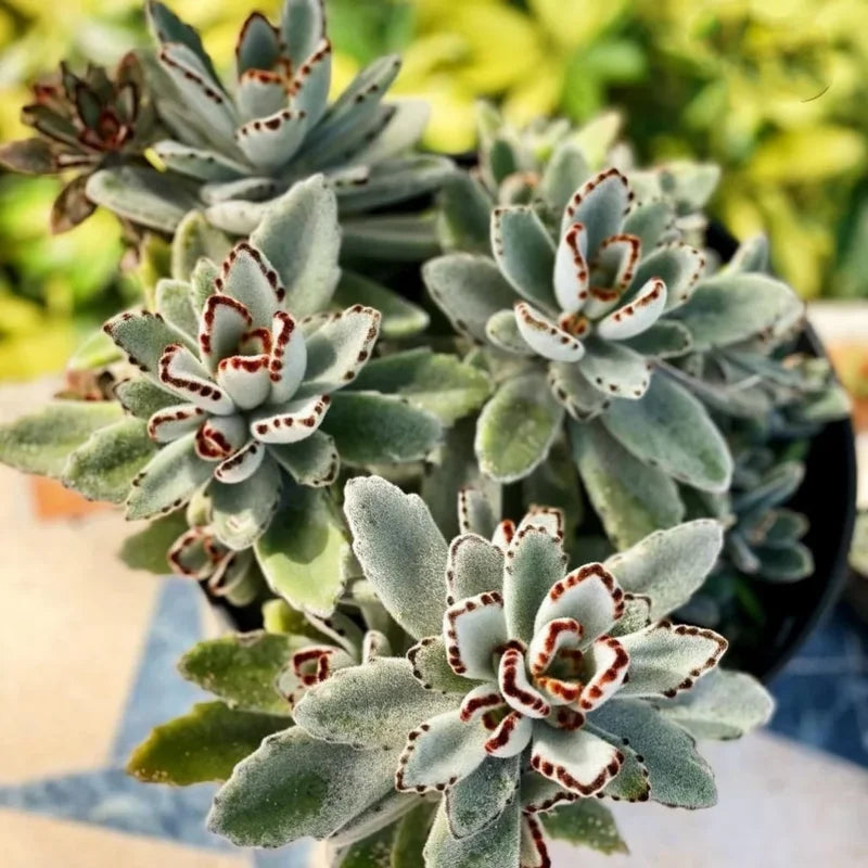 Kalanchoe Tomentosa Panda Plant Bundle Live - 2 Inch Pot - Perfect Small Space Plants