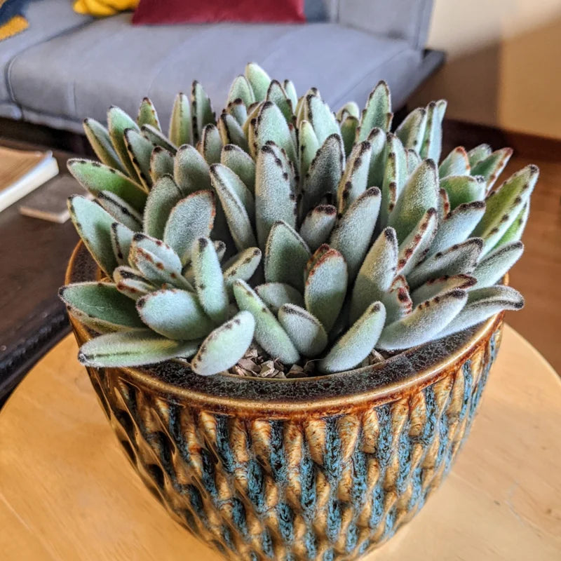 Kalanchoe Tomentosa Panda Plant Bundle Live - 4 Inch Home Decor Indoor Plant
