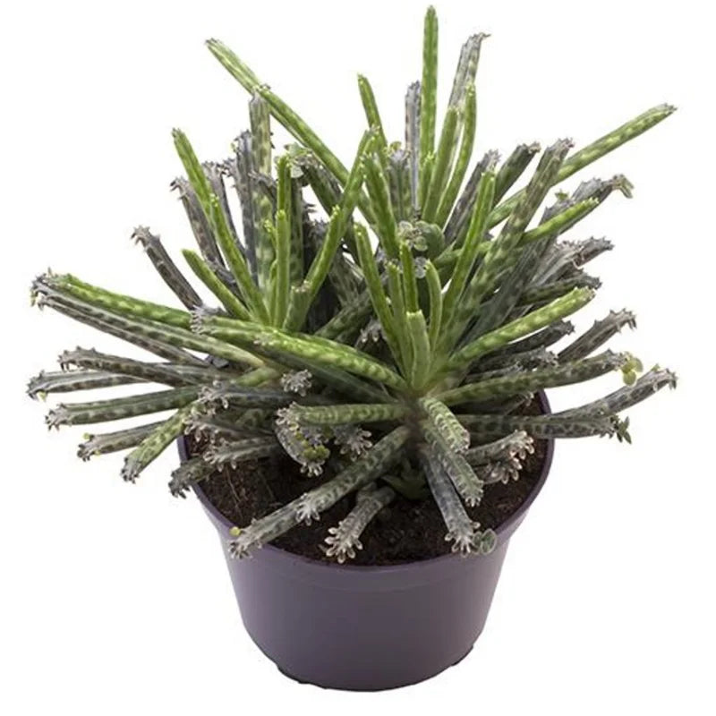 Kalanchoe tubiflora Plant Live - Mother of Millions - 2 Inch Pot - Home Decor