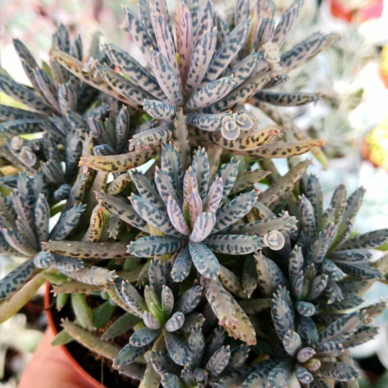 Kalanchoe tubiflora Live Plant - Mother of Millions, 2 Inch Pot