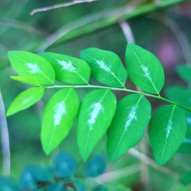 Katuk Sweet Leaf Plant Cuttings - 15 Unrooted Katuk Live Plant Pieces