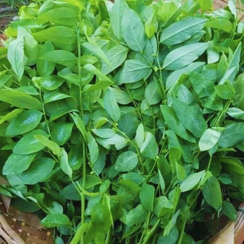 Katuk Sweet Leaf Plant Cuttings - 15 Unrooted Katuk Live Plant Pieces