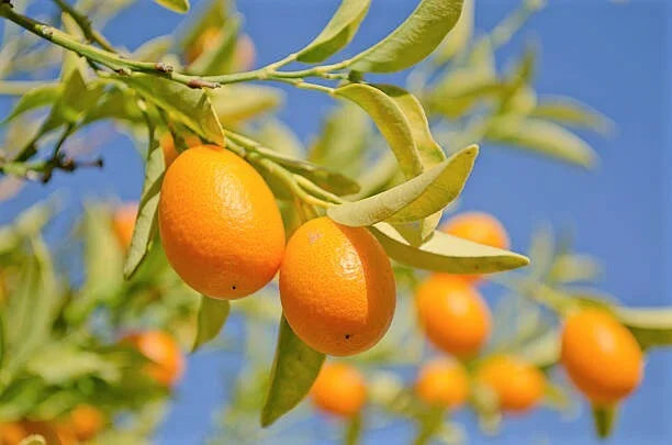 Kumquat Tree Live Plant - Nagami Variety - 4 Inch Pot - Easy Grow