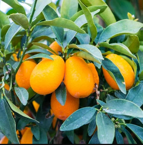 Kumquat Tree Live Plant - Nagami Variety - 4 Inch Pot - Easy Grow