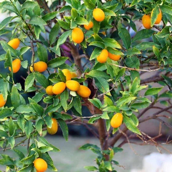 Kumquat Tree Live Plant - Nagami Variety - 4 Inch Pot - Easy Grow