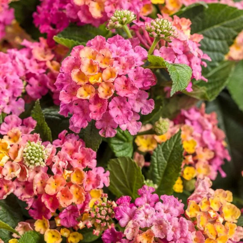 Lantana Multicolor Live Plants 3-Pack 4-6 Inch Flowering Shrubs