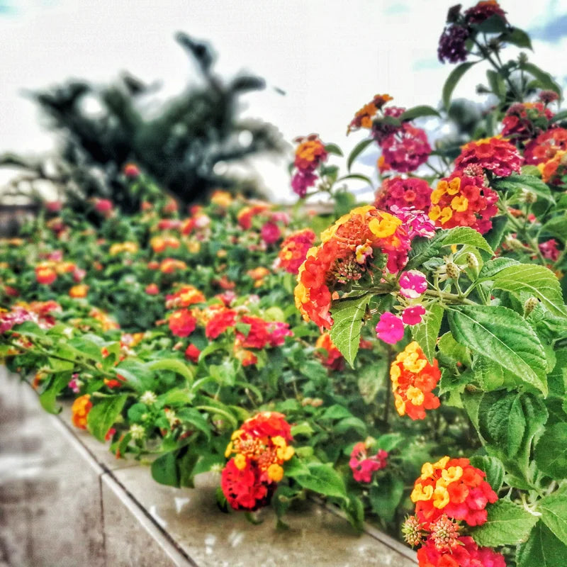 Lantana Multicolor Live Plants 3-Pack 4-6 Inch Flowering Shrubs