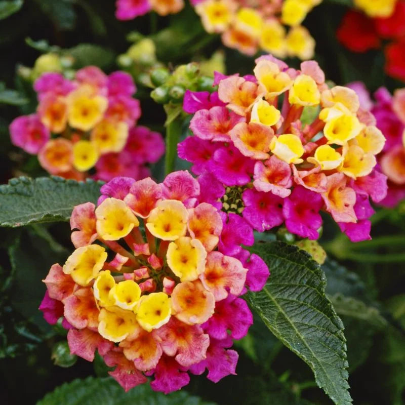 Lantana Multicolor Live Plants 3-Pack 4-6 Inch Flowering Shrubs