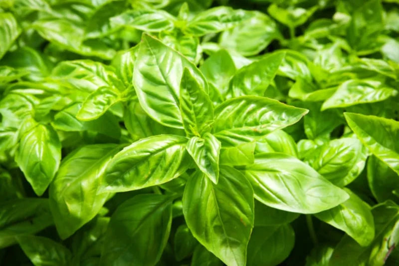 Large Leaf Basil Plants - 4 Sweet Basil Plants - 3in Potted Live Starter Plants