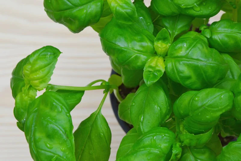 Large Leaf Basil Plants - 4 Sweet Basil Plants - 3in Potted Live Starter Plants