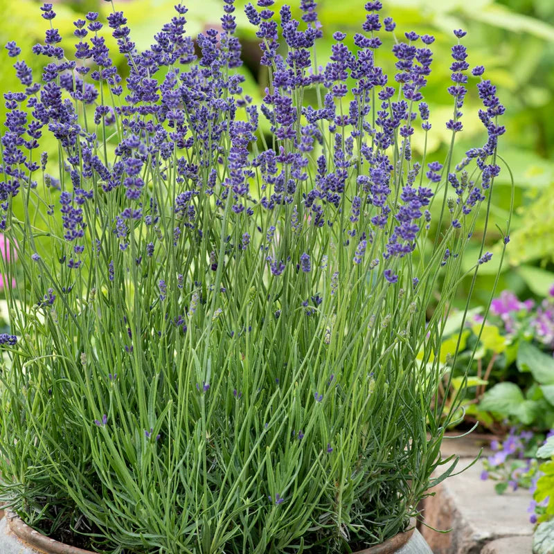 3 Ellagance Purple Lavender Plants - Live Flower Plant 2-4 Inch Fragrant Shrub Garden Decor
