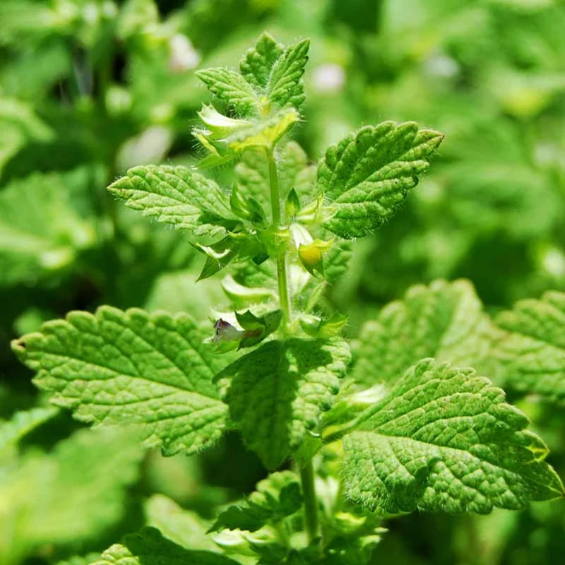 Lemon Balm Plant Live Mint Herb Plant 3-5 Inch Ready to Grow