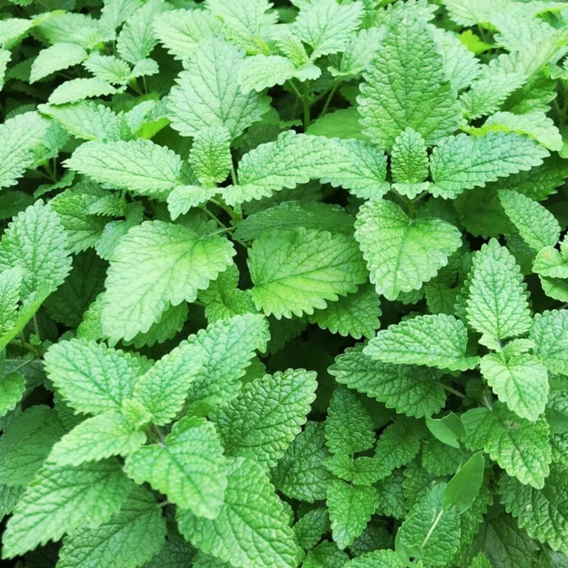 Lemon Balm Plant Set of 3 Live Herb Plants for Outdoor Garden Growing