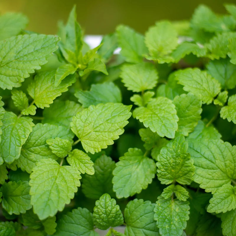 Lemon Balm Plant Set of 3 Live Herb Plants for Outdoor Garden Growing