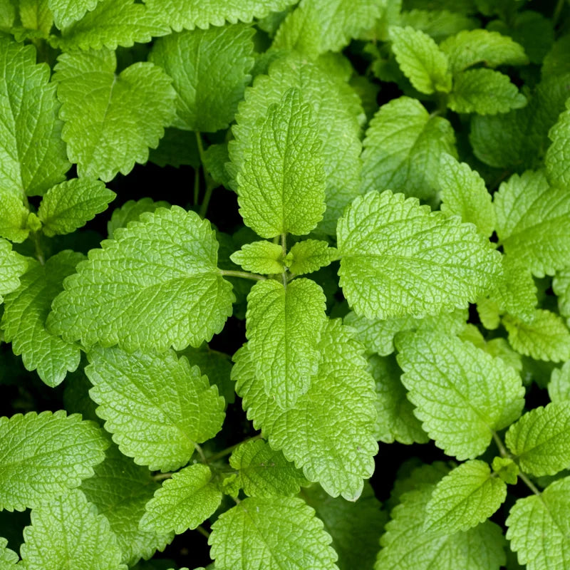 6 Pack Lemon Balm Plants Live - 4-6" Tall Mint Herb - Home Garden Starter Plants