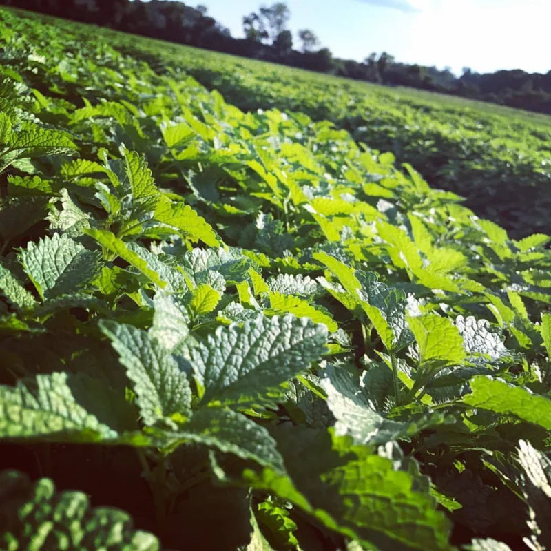 Set of 3 Lemon Balm Plants Live, Mint Herb Seedlings 4-6 inch Starter Plants