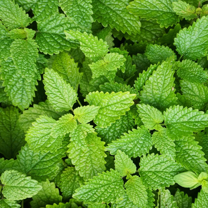 6 Pack Lemon Balm Plants Live - 4-6" Tall Mint Herb - Home Garden Starter Plants