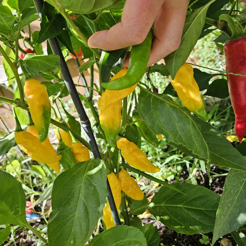 Lemon Drop Hot Pepper Plant 2.5 Inch Pot Vegetable Plant