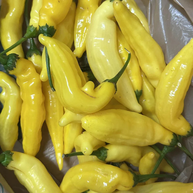 Lemon Drop Hot Pepper Plant 2.5 Inch Pot Vegetable Plant