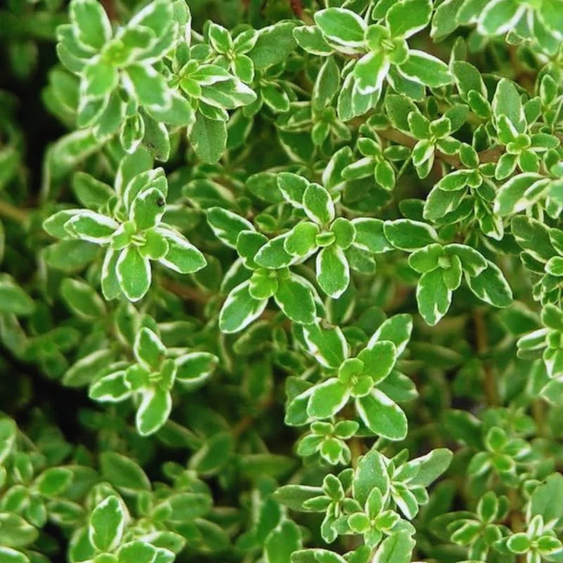 Lemon Thyme Plants Live - 6 Pack Variegated Thyme Ground Cover Indoor Outdoor