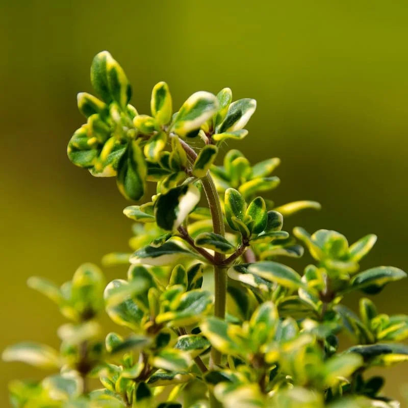 Lemon Thyme Plants - 4 Live Thyme Plants - 3-5 Inches - Variegated - Easy to Plant