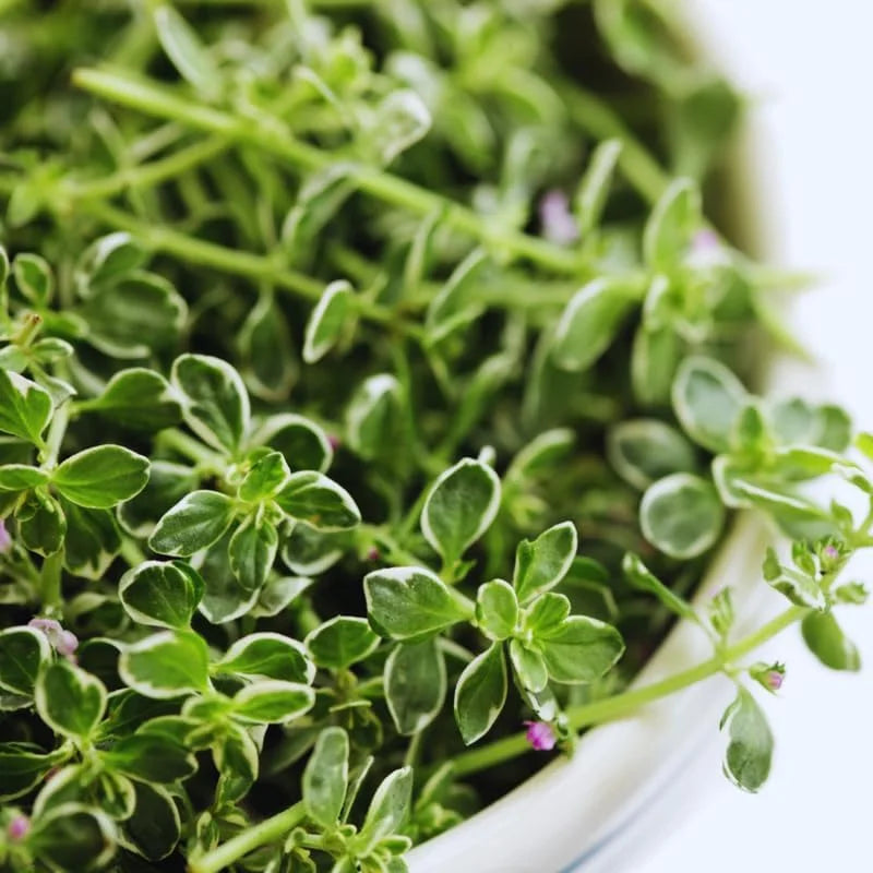 Lemon Thyme Plants - 4 Live Thyme Plants - 3-5 Inches - Variegated - Easy to Plant