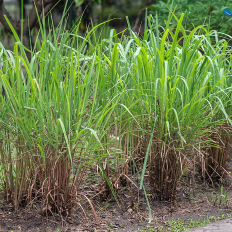 Lemongrass Plant 15 Stalks Live Herb Outdoor Garden Ready to Plant