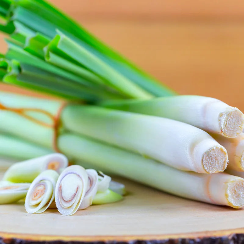 Lemongrass Plant 3 Rooted Stalks Live Herb Garden Ready to Plant