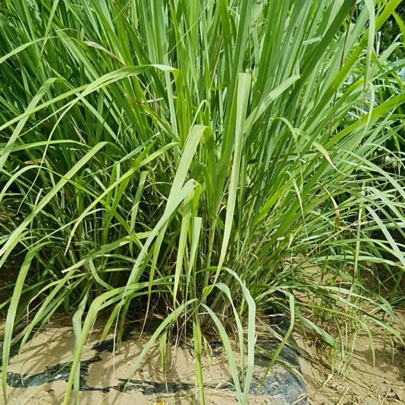Lemongrass Plant Rooted Stalks - Live Lemon Grass Herbs for Outdoor Garden