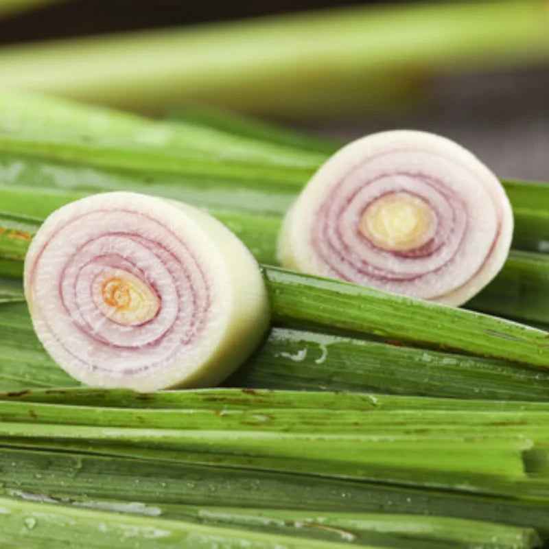 Lemongrass Plant Rooted Stalks - Live Herb for Outdoor Gardens