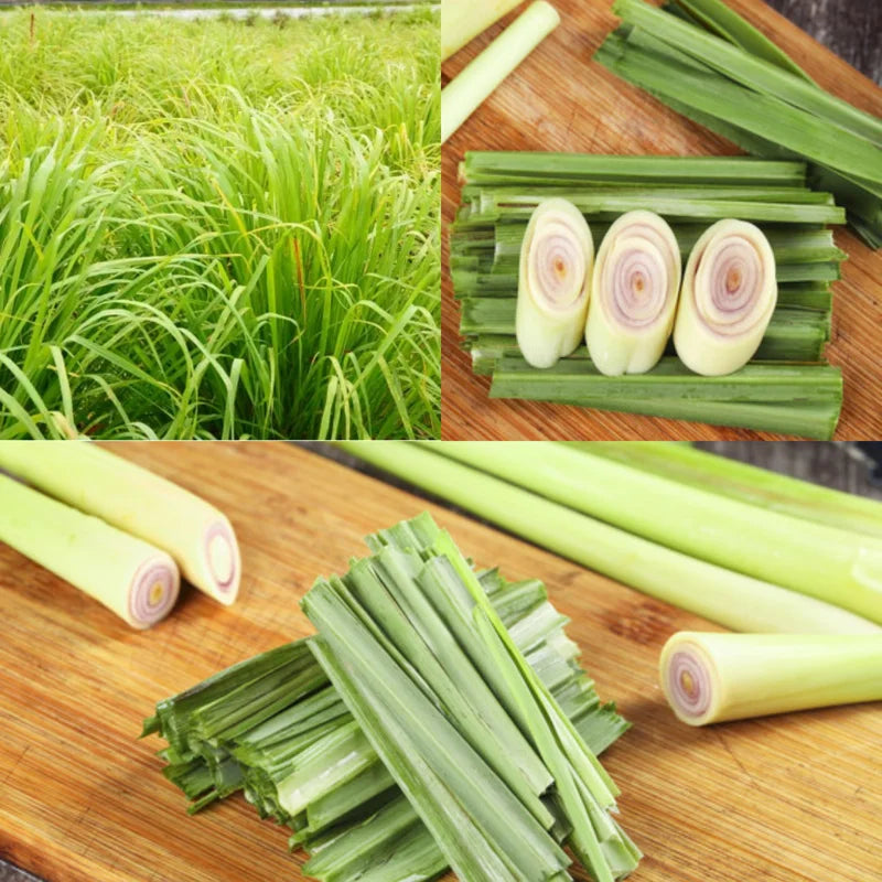 Lemongrass Plant - 5 Rooted Stalks - Live Herb for Outdoor Gardens