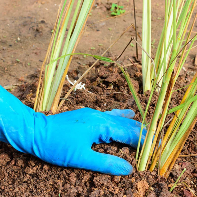 Lemongrass Plant 15 Stalks Live Herb Outdoor Garden Ready to Plant