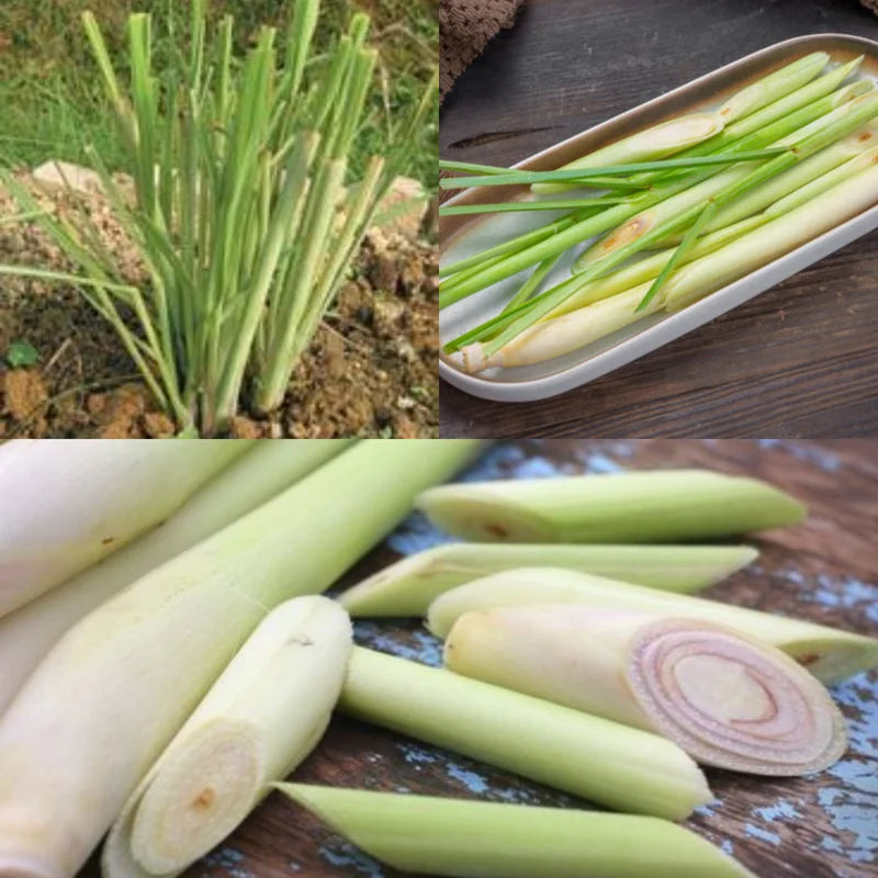 Live Lemongrass Plants - 12 Live Plants - Fresh Herb Garden Starter