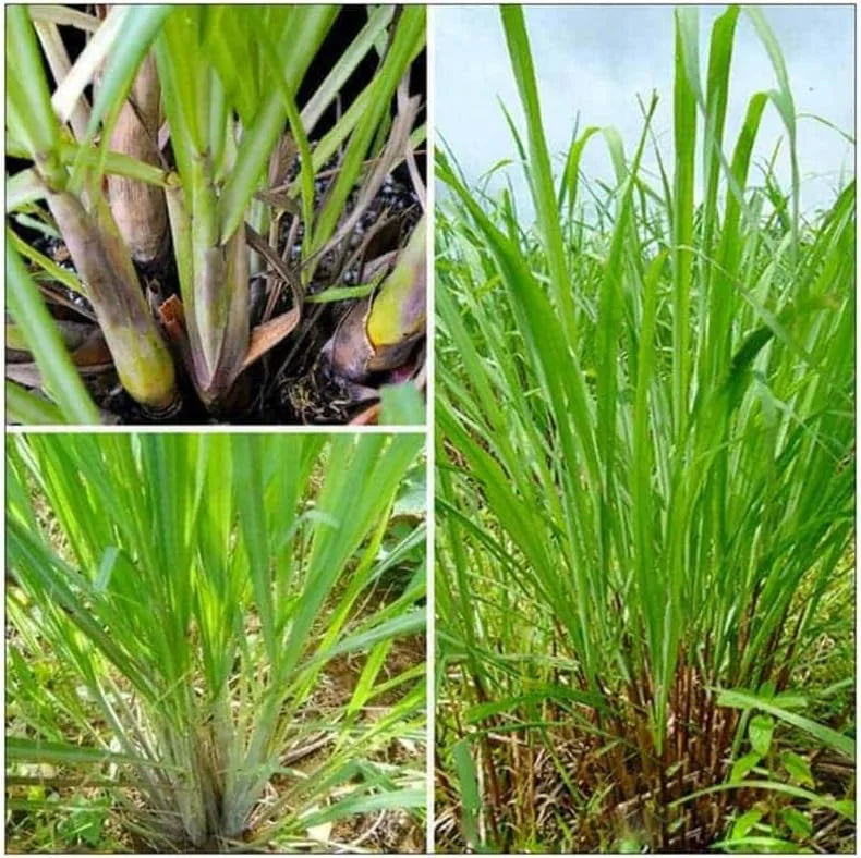 Lemon Grass Live Plant Set of 2 - 4 Inch Potted Lemongrass