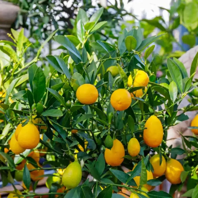 Limequat Tree - 2 to 3 Feet Tall - Citrus Hybrid Plant
