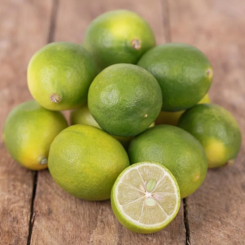 Limequat Tree - 2 to 3 Feet Tall - Citrus Hybrid Plant