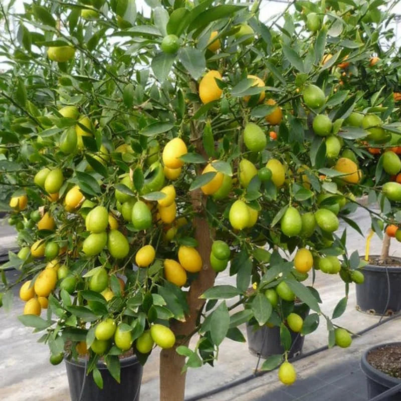 Limequat Tree - 2 to 3 Feet Tall - Citrus Hybrid Plant