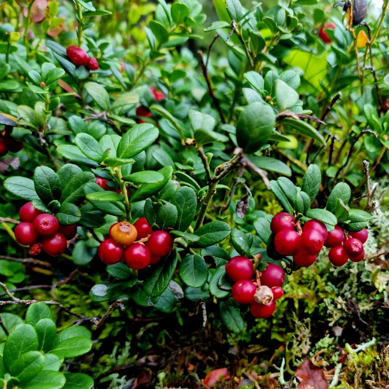 Lingonberry Plant - Garden Ready - Red Berries - 4 Inch Potted Plant